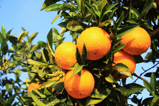Citrus Fruits: Reducing Depression Risk and Boosting Memory by Modulating Gut Microbiota