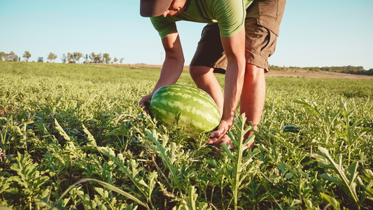 Citrulline: The Melon-Derived Anti-Aging Molecule Backed by Science