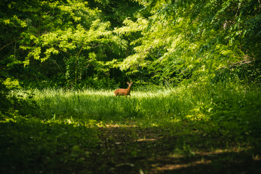 The 20-Minute Park Effect: How Nature Boosts Mood and Reduces Stress