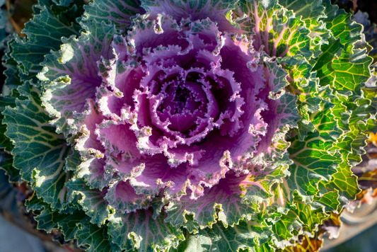 Purple Cabbage: Nutritious Gem for a Healthy Summer