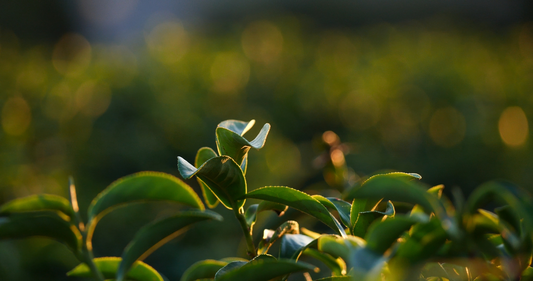 Unlocking the Secrets of Tea: How Tea-Derived Nanoparticles Combat Lipid Disorders and Protect Liver Cells