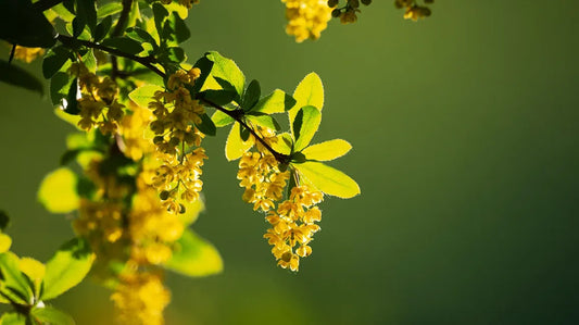 Berberine: A New Hope for Tackling Recurrent C. difficile Infection
