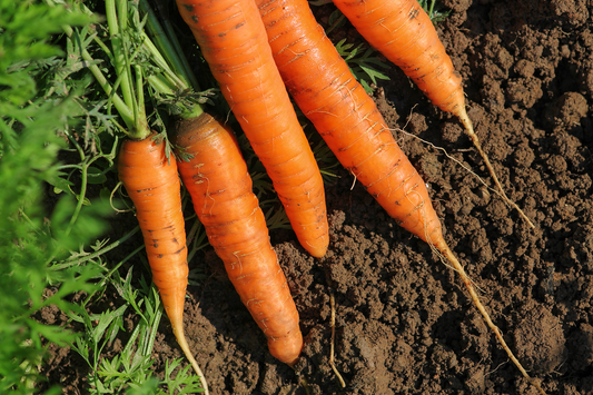 Carrots Aren’t Just for Your Eyes: Discover Their Amazing Anti-Aging and Cancer-Fighting Powers!