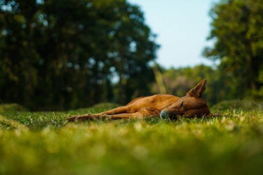A Good Night's Sleep: The Key to Brain Health and Waste Clearance