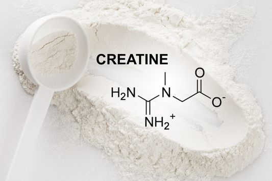 Creatine: The Ultimate Guide to the Most Popular Sports Supplement