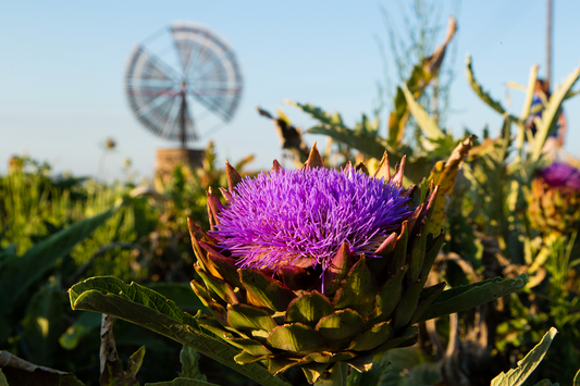 Milk Thistle: A Versatile Herb with Remarkable Health Benefits and Market Dynamics
