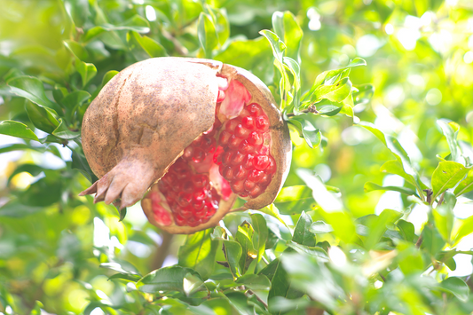 Pomegranate: The Superfood Rich in Nutrients and Health Benefits