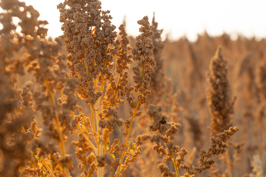 Fuel Your Body Right: How Quinoa Can Transform Your Health!