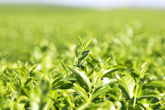 EGCG from Green Tea: A New Hope for Fatty Liver Disease