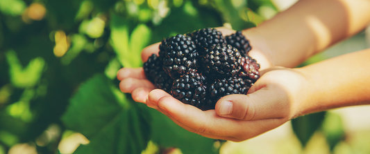 Blackberry: The "Black Diamond" of Fruits with Incredible Health Benefits