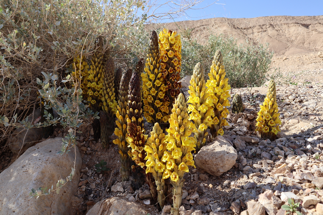 Cistanche Phenylethanol Glycosides Attenuate Age-Related Kidney Aging via STAT1, P53, and cGAS–STING Signaling Pathways