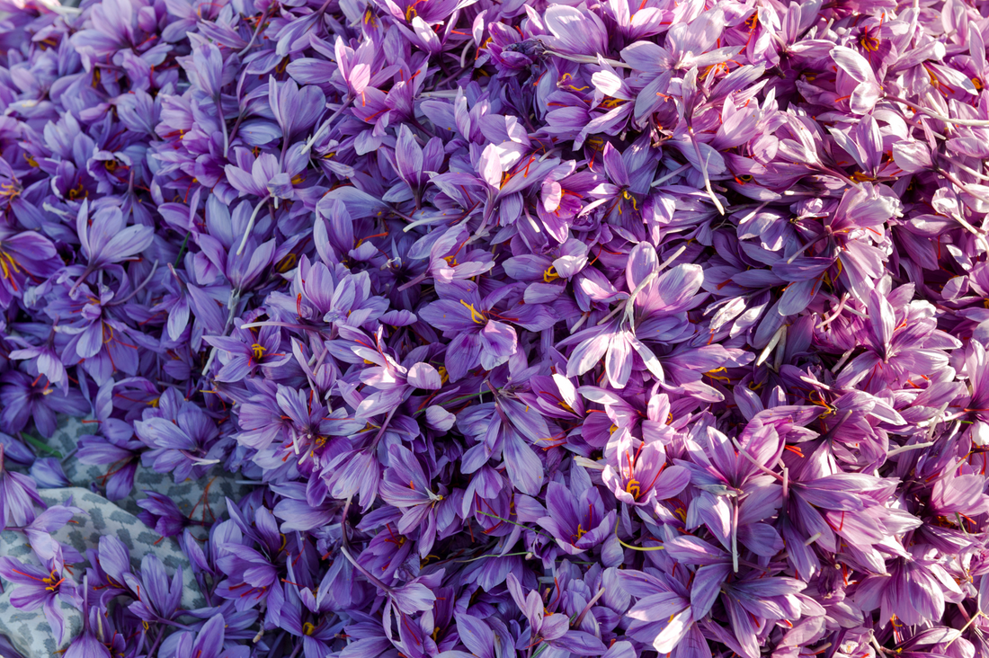 Saffron and Sleep: New Clinical Evidence on Mood and Daily Function