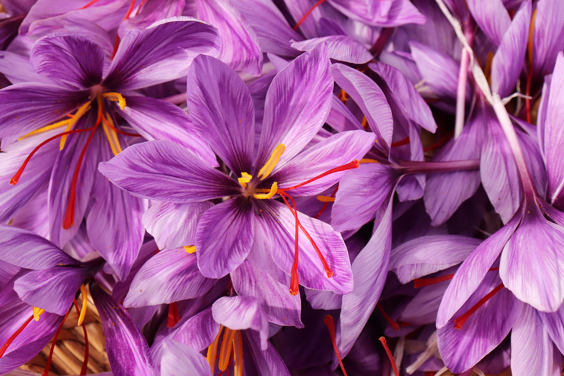 From “Villain” to “Soft Gold”: Modern Science Redefines the Health Value of Saffron