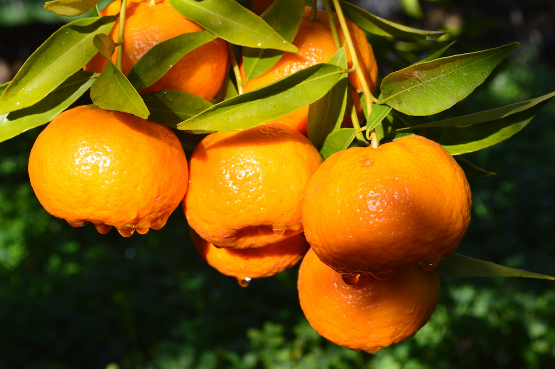 More Than Just Vitamin C: Research Reveals Citrus Fruits May Support Mood, Hair Growth, Gene Regulation, and Memory