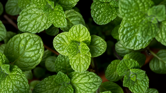 The Hidden Cognitive Superpower of Mint: Unveiling the Surprising Benefits of a Common Herb