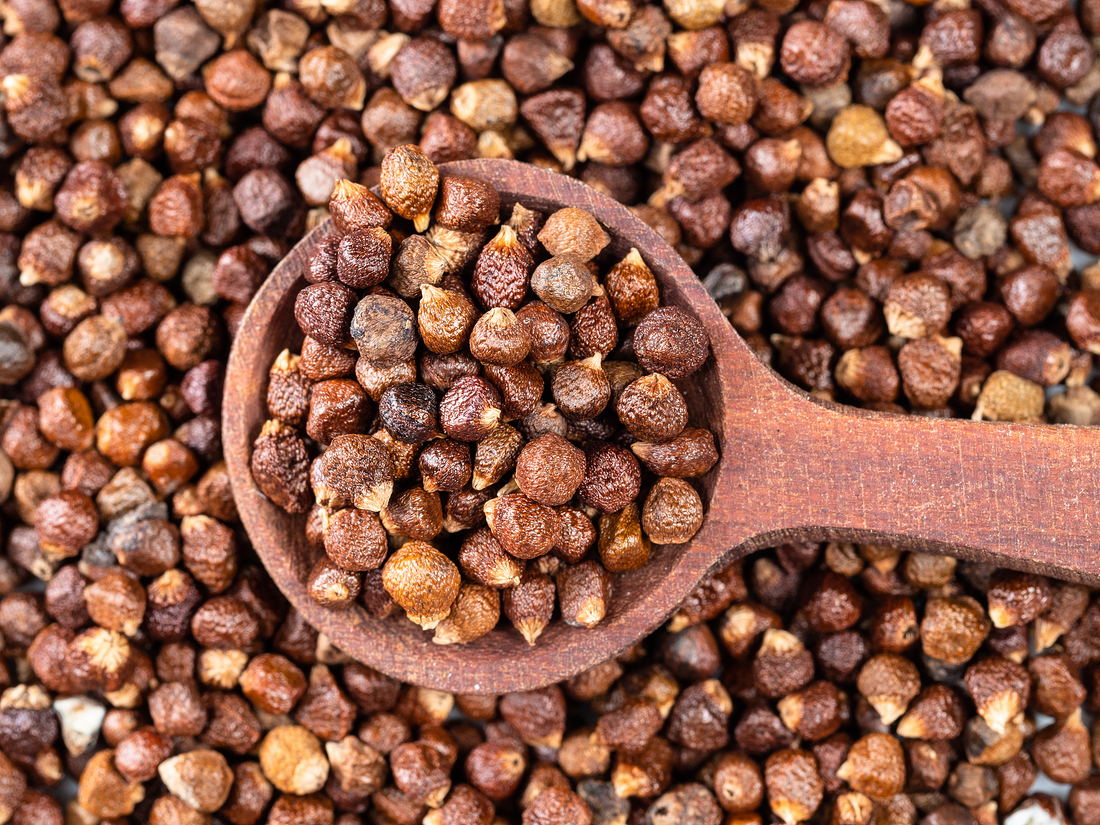 Grains of Paradise: Emerging Health Benefits of Aframomum melegueta
