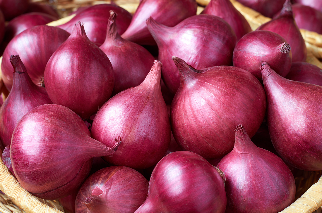 Onions Revisited: How a Common Kitchen Staple Unlocks Anti-Cancer Immunity and Ovarian Protection Through Quercetin and the Gut Microbiota