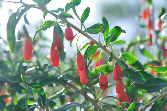 Goji Berry Uncovered: How Modern Science Explains Its Roles in Cold Resistance, Metabolism, and Healthy Aging