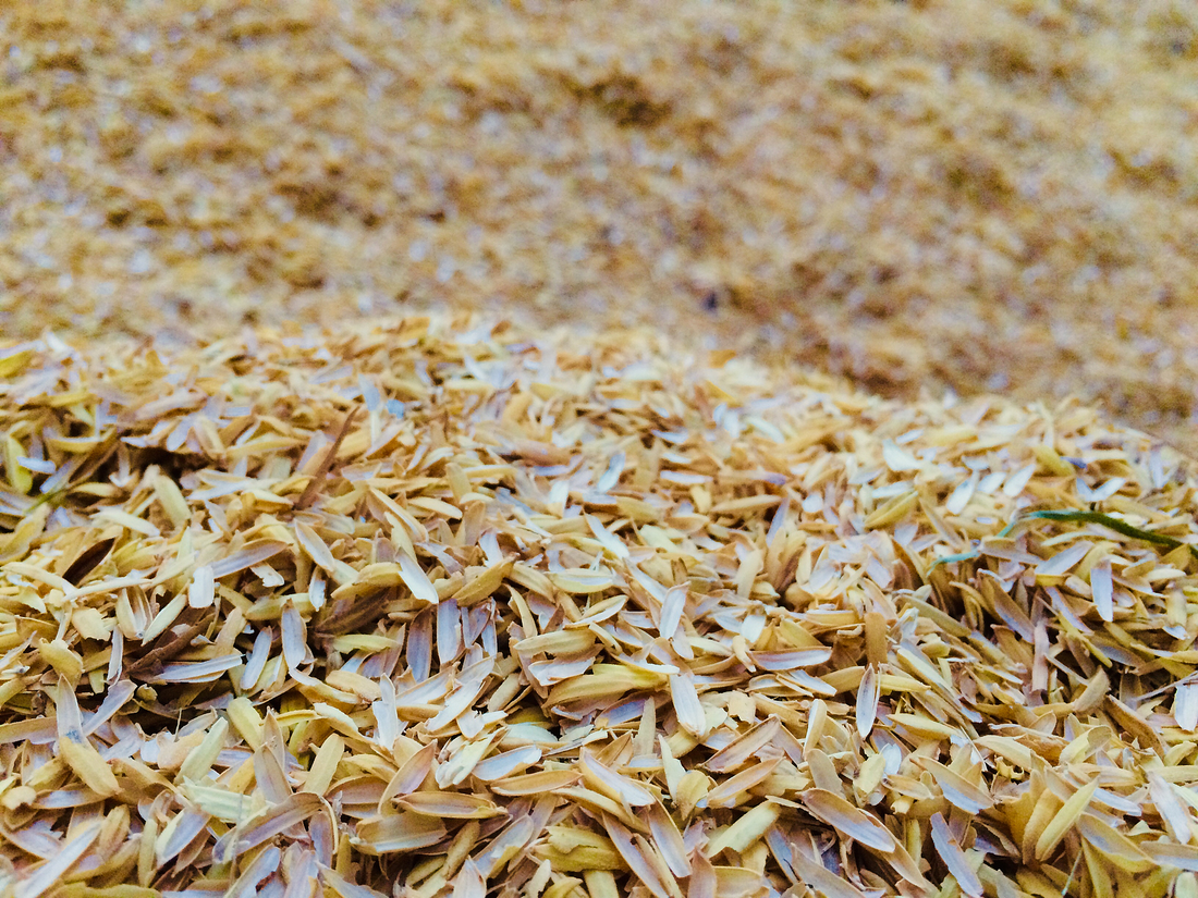 Fermented Rice Bran Extract Delays Skin Aging by Enhancing Collagen and Elastin Synthesis