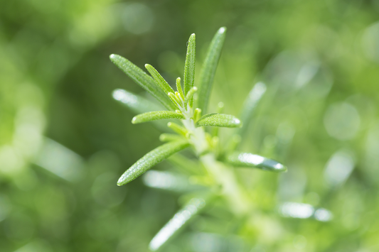 Rosemary and Grapefruit Extracts: Emerging Evidence for Skin Photoprotection and Anti-Aging Benefits