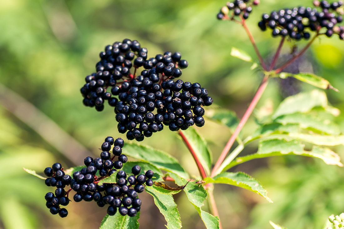 Elderberry: A Traditional Berry with Emerging Health Benefits