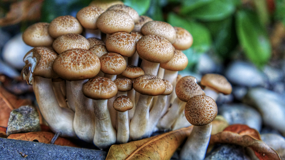 Mushrooms and Mental Health: Study Links Mushroom Intake to Lower Risk of Depression