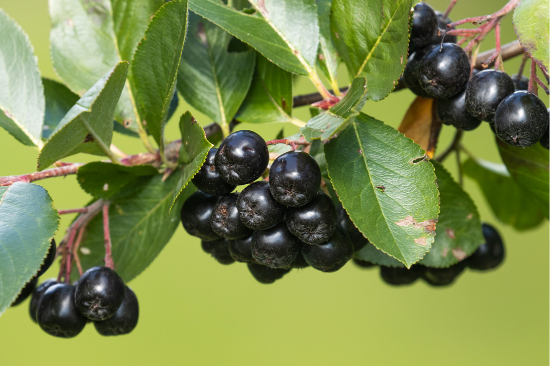 Aronia Berry Anthocyanins and Cognitive Health: Emerging Evidence for Brain Vascular and Neuroprotective Benefits