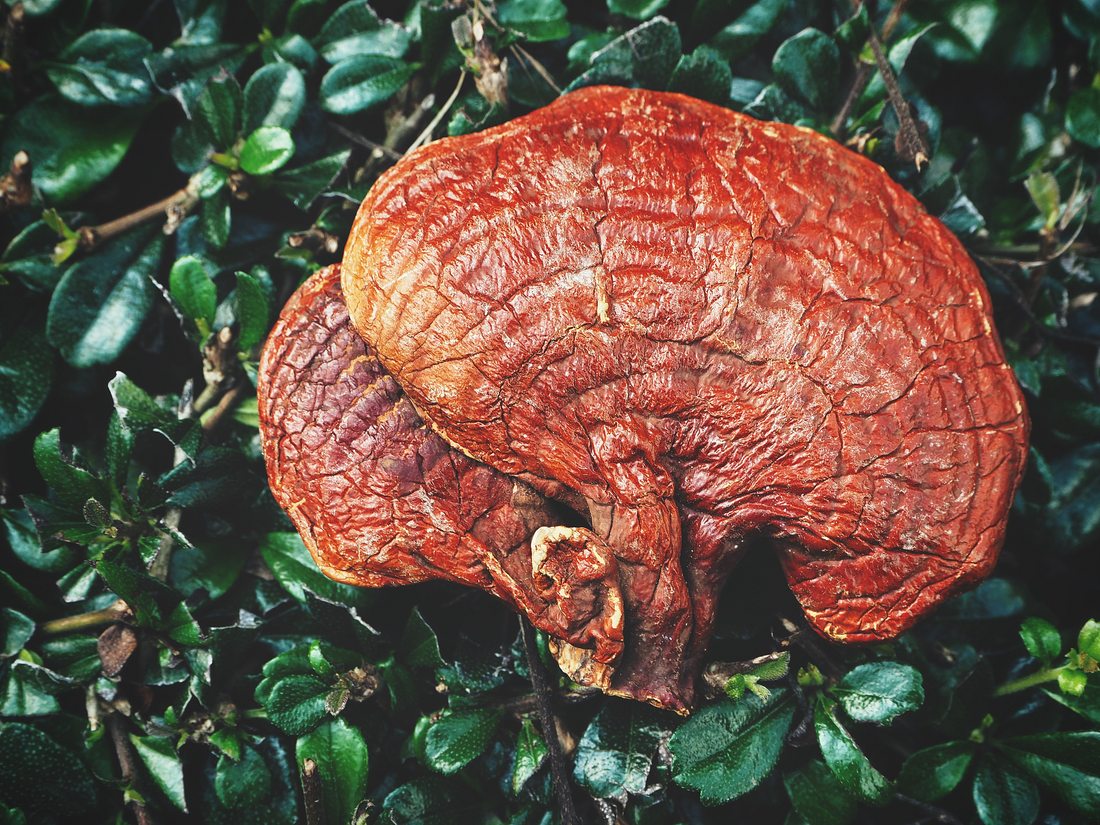 Ganoderic Acid A: New Scientific Evidence Reveals the Anti-Aging Potential of Reishi’s Key Bioactive Compound