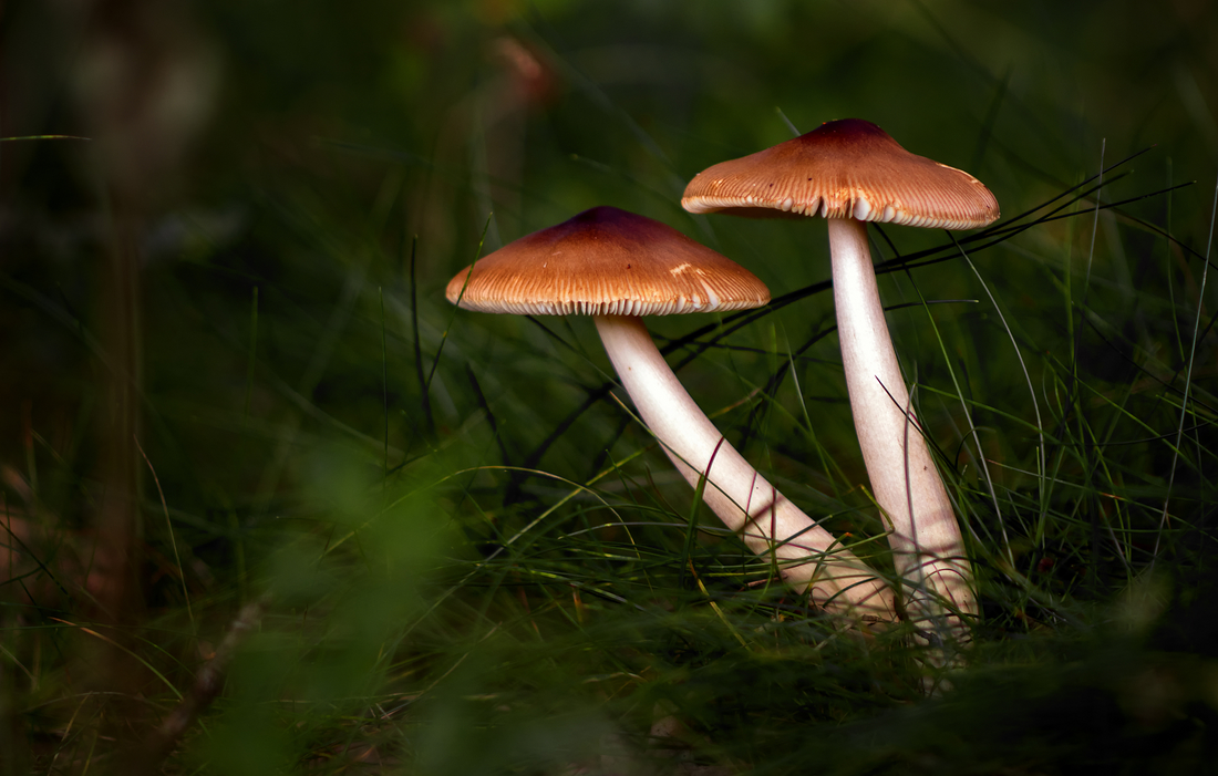 Ergothioneine-Rich Mushrooms: The Rising Star in Anti-Aging and Cognitive Health