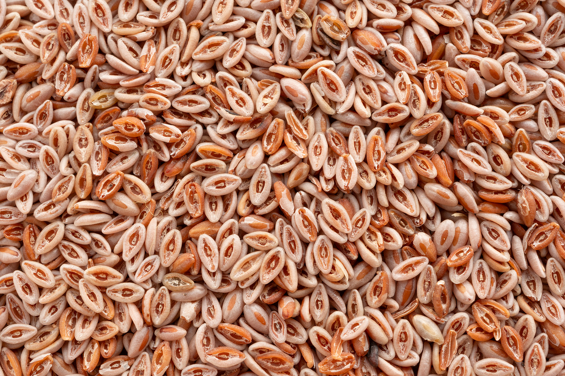 The Rise of Fiber: Why Psyllium Husk Is Gaining Attention