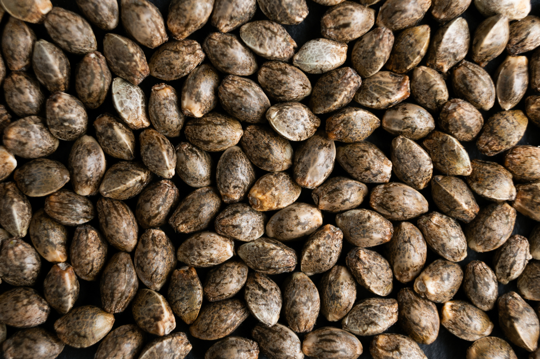 Hemp Seed Peptides: A New Perspective on Exercise Endurance