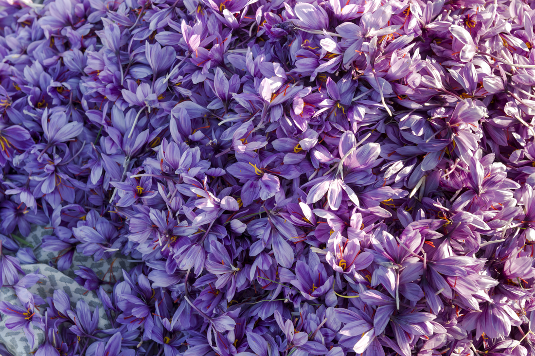 Crocin from Saffron Shows Promising Longevity and Health Benefits Through the DAF-16/FOXO Pathway