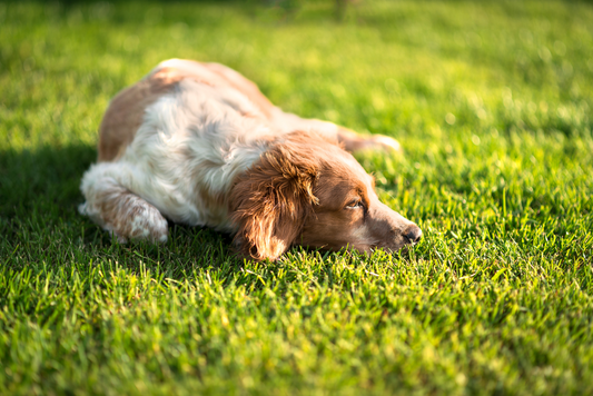 Sleep Smarter, Not Just Longer: How Sleep Patterns Influence Blood Sugar Variability in Adults