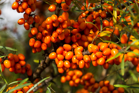 Sea Buckthorn: The Golden Berry with Exceptional Nutritional Value