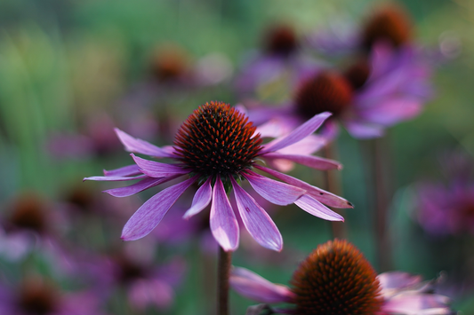 Echinacea: A Classic Botanical for Immune Health