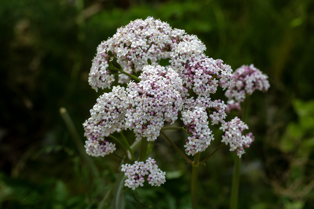 Valerian Extract: A Natural, Melatonin-Free Alternative for Sleep Support Backed by Clinical Research