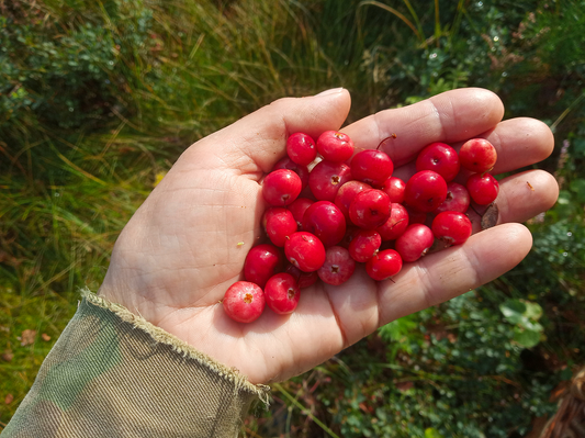 Cranberry Bioactives: Potential Benefits for Urinary Tract Health and Beyond