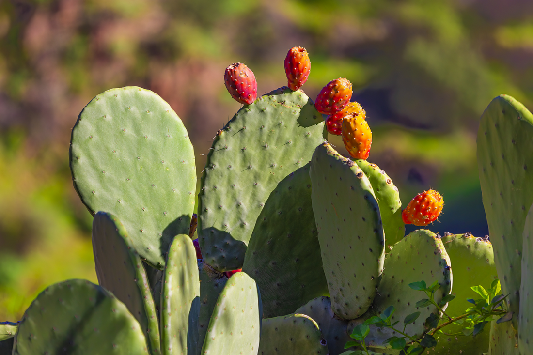 Prickly Pear Extracts Show Potential in Reducing Liver Fat Accumulation: New In Vitro Insights for MAFLD Management