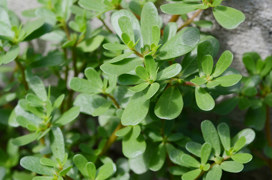 Purslane: A Nutrient-Rich Botanical with Expanding Applications in Functional Foods and Skincare