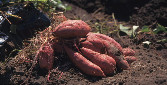 Sweet Potato: Nature's Nutritious Powerhouse Unveiling Its Cancer-Fighting and Anti-Inflammatory Wonders