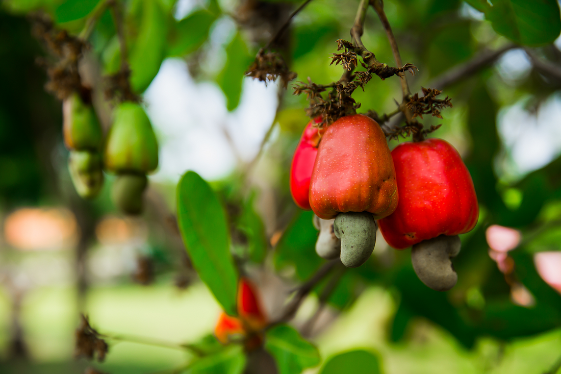 Cashew Byproducts Fight Fat: How Waste Products Could Curb Obesity and Metabolic Disorders