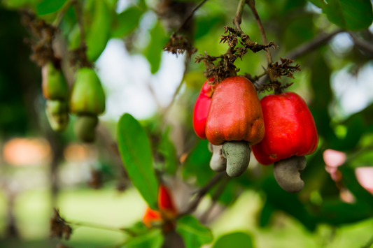 Cashew Byproducts Fight Fat: How Waste Products Could Curb Obesity and Metabolic Disorders