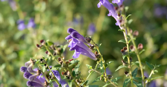 Baicalein Extends Lifespan and Healthspan via the Insulin/IGF-1 Signaling Pathway: Evidence from Caenorhabditis elegans