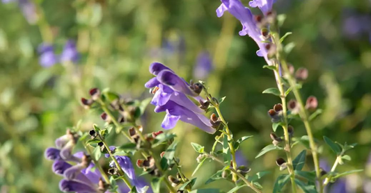 Baicalein Extends Lifespan and Healthspan via the Insulin/IGF-1 Signaling Pathway: Evidence from Caenorhabditis elegans