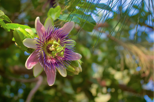Passiflora incarnata Extract (SIVI): A Botanical, Melatonin-Free Approach to Stress Relief and Sleep Support