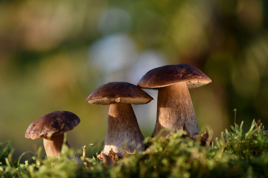 Mushrooms: The Longevity Secret Hidden in Nature's Fungi