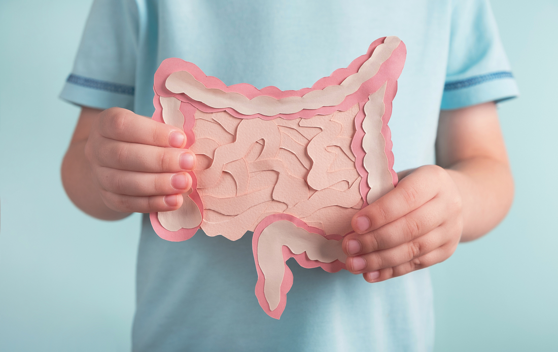 Dietary Choices: The Pivotal Factor in Gut Microbiota Restoration