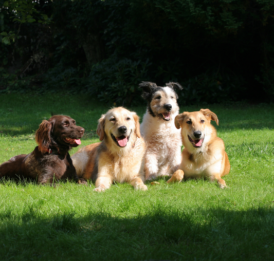 Furry Fatigue: How Our Dogs' Genes Hold the Key to Unraveling Human Obesity