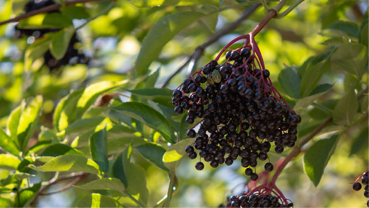 Elderberry: The "Immune King" from European Ancient Remedies