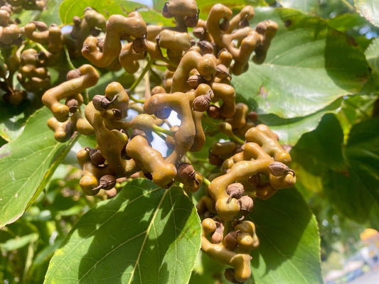 Hovenia Seeds: The Ancient "Sobering Hero" Hidden in Nature